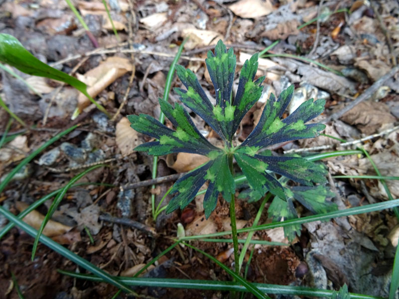 foglia di Ranunculus sp.